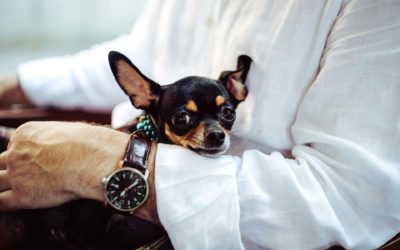 Why is Private Equity so interested in the pet industry and is your company a candidate?